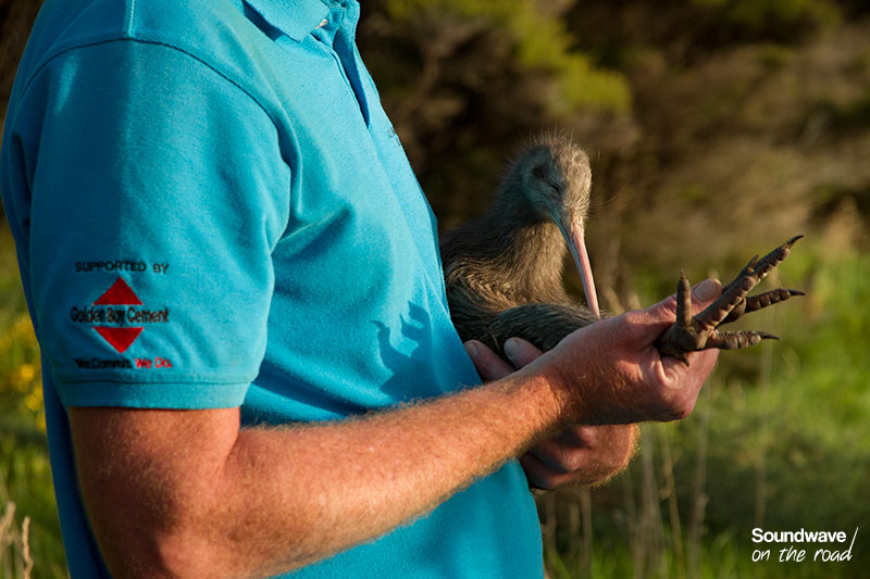 Kiwi bird and conservation ranger