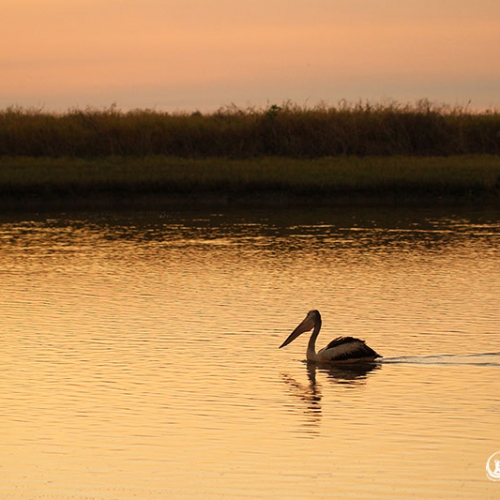 Pelican At Sunset