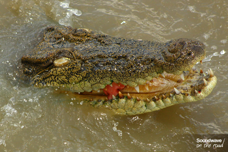 Saltwater crocodile in Australia