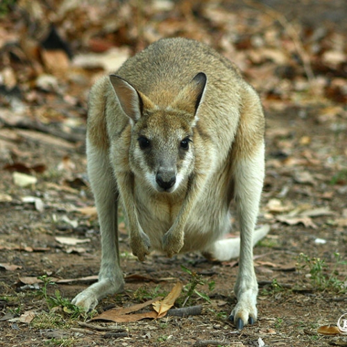 Wallaby In Northern Territory