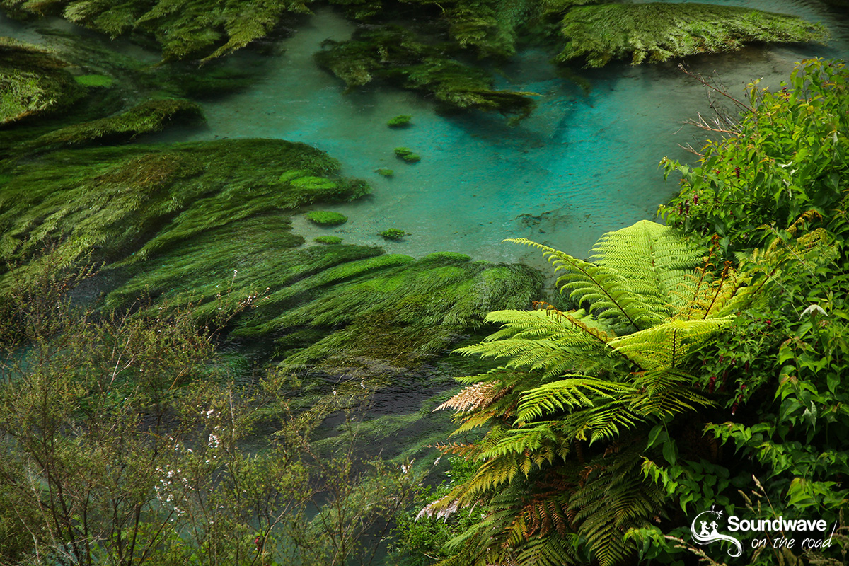Blue Springs, Te Waihou Walkway, New Zealand