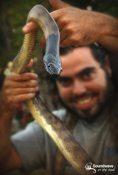 Serpent en Australie : Black Headed Python
