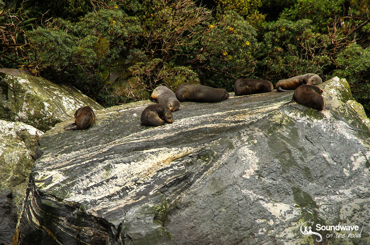 Seals in Milford Sound, New Zealand