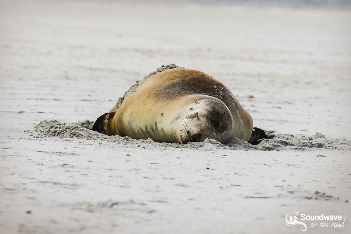 Sea lion asleep in New Zealand