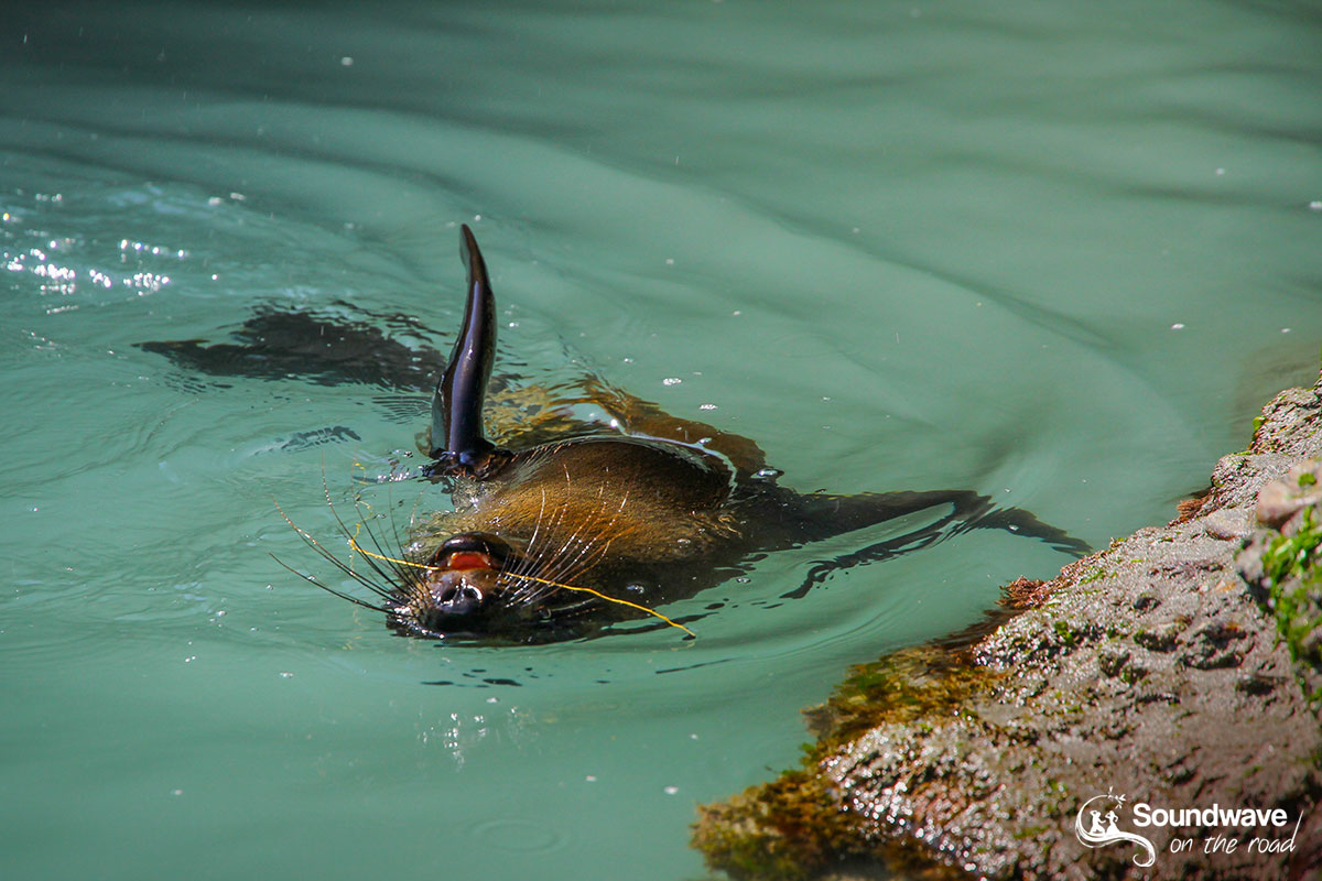 New Zealand fur seal pup playing in a pool of Wharariki Beach