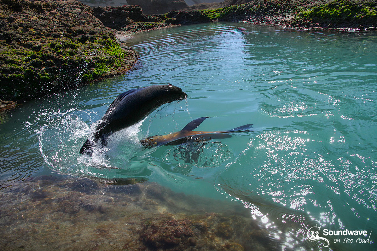 New Zealand fur seal pups playing in a pool of Wharariki Beach