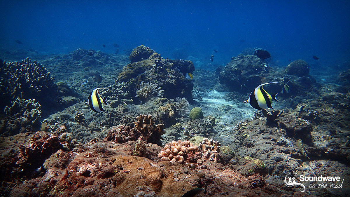 Snorkeling in Coral Garden, Amed, Bali