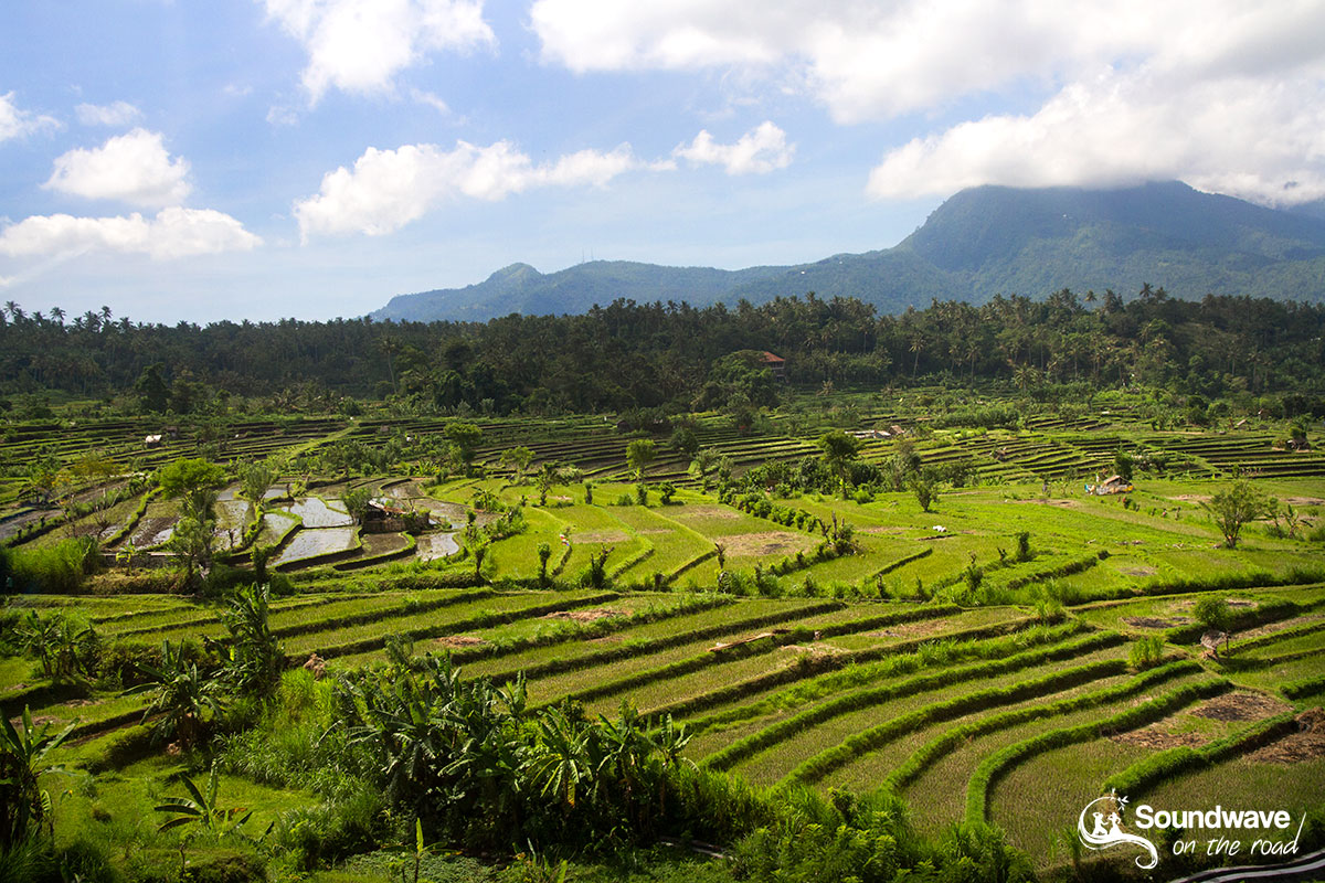 Amazing rice fields in Bali