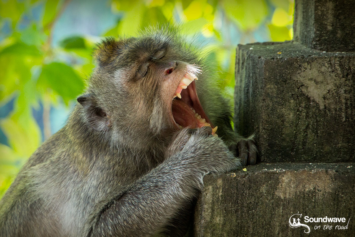 Monkey yawn