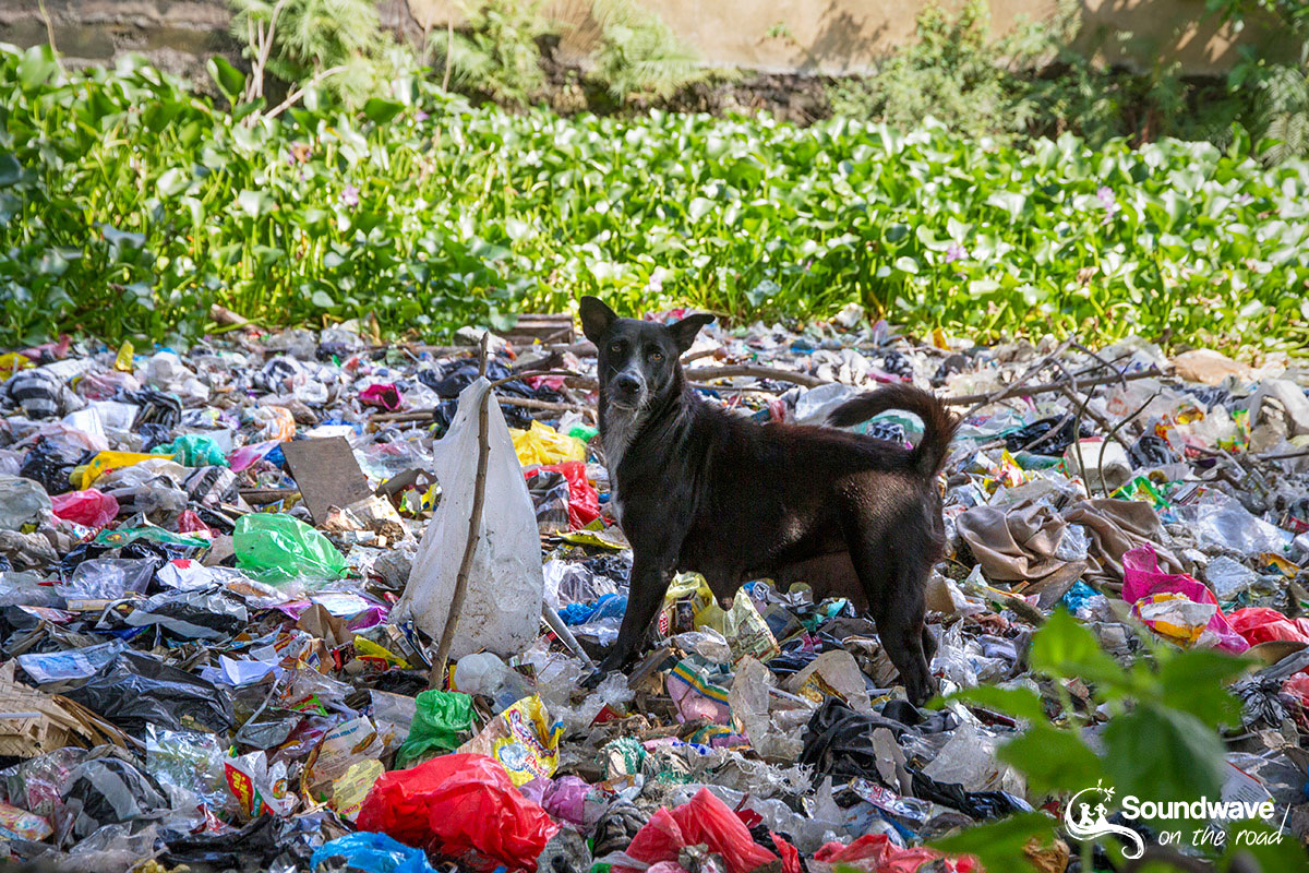Chien errant dans les ordures à Bali