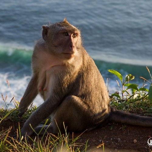 Macaque Sur Fond Marin