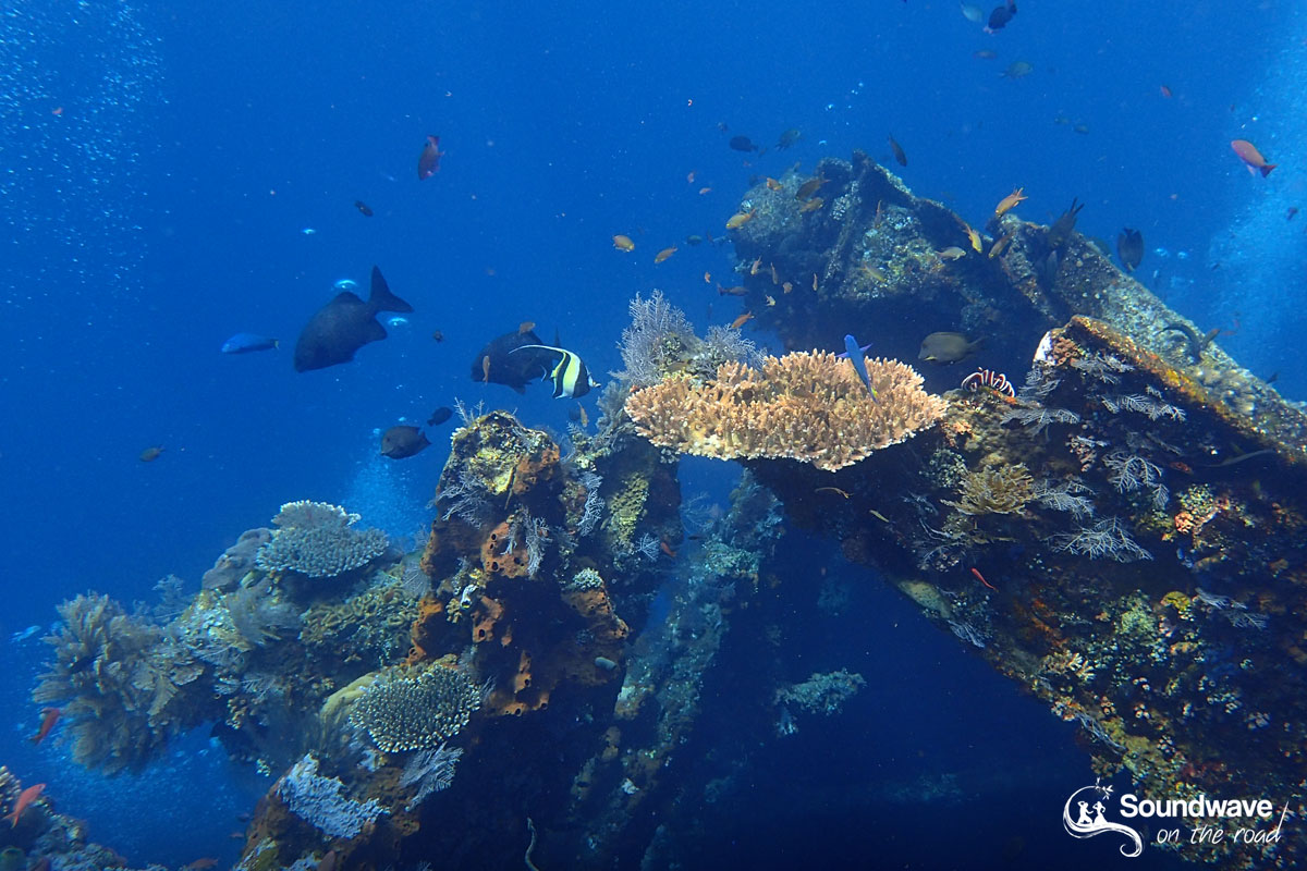 Dive the USS Liberty Shipwreck, in Tulamben, Bali