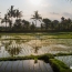 Young Rice Field In Ubud