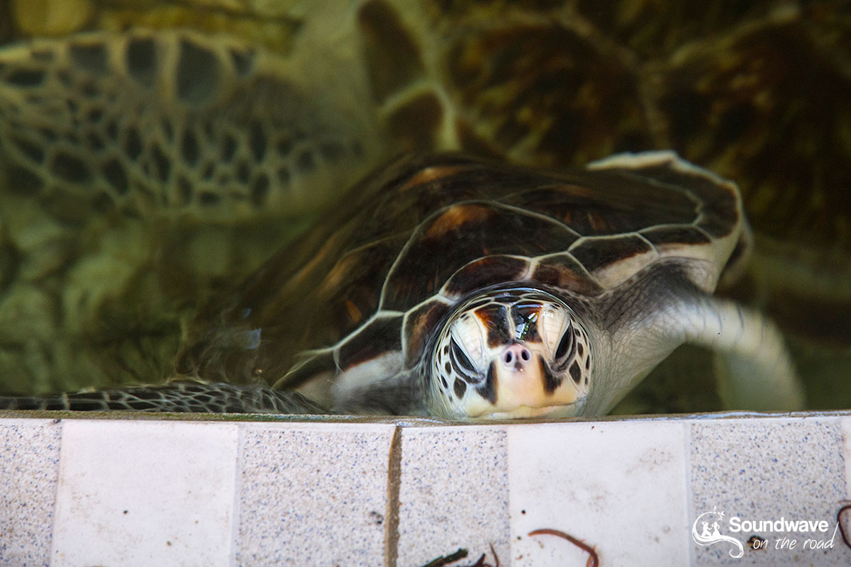 Volontariat avec les tortues à Bali