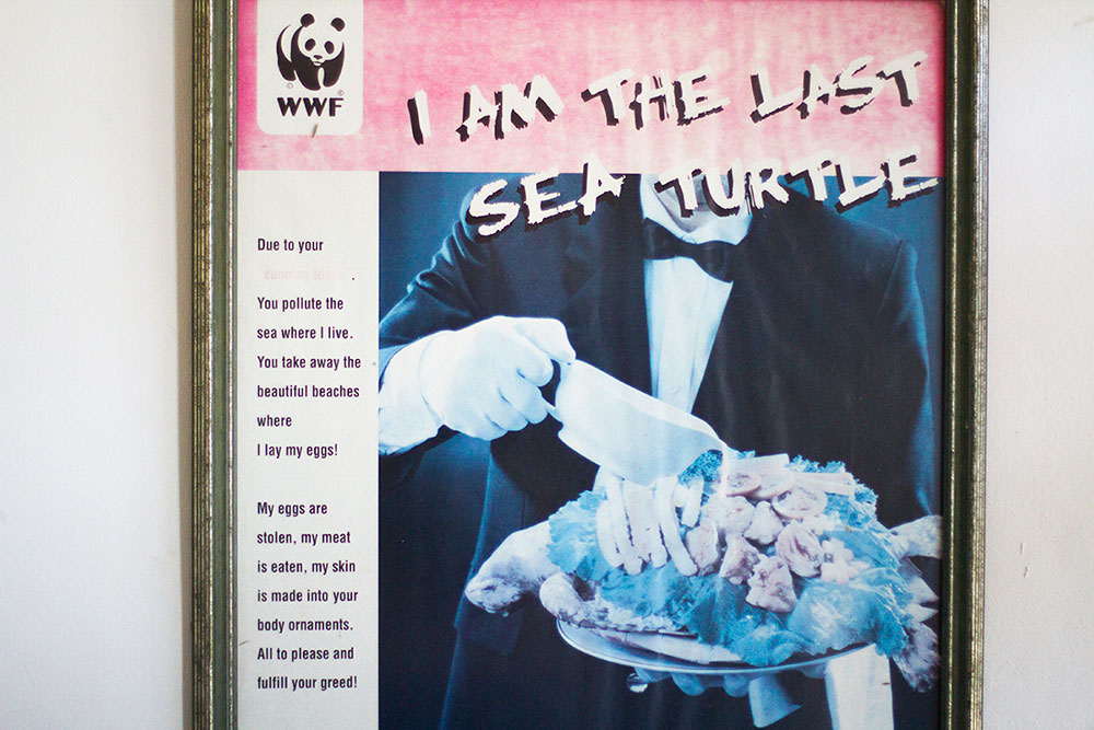 I am the last sea turtle WWF