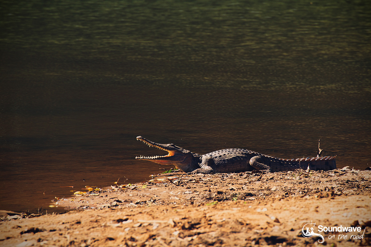 Crocodile d'eau douce en Australie