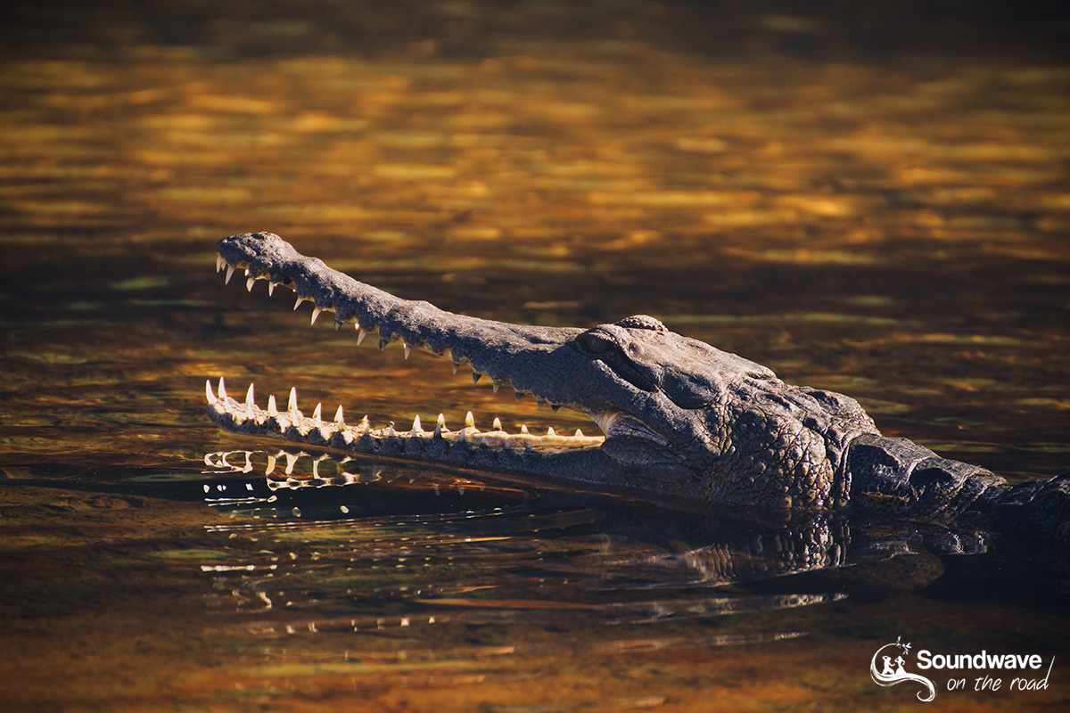 Saltwater crocodile at golden hour
