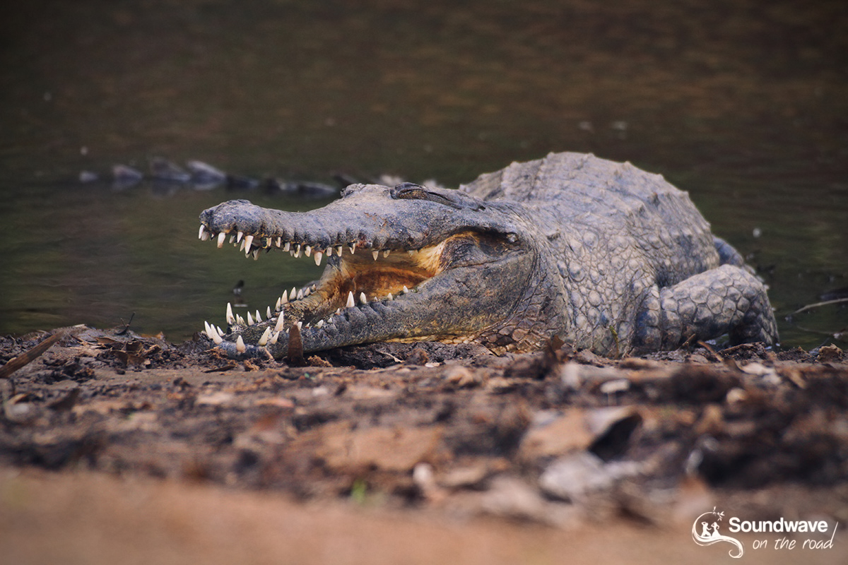 Smile of the crocodile