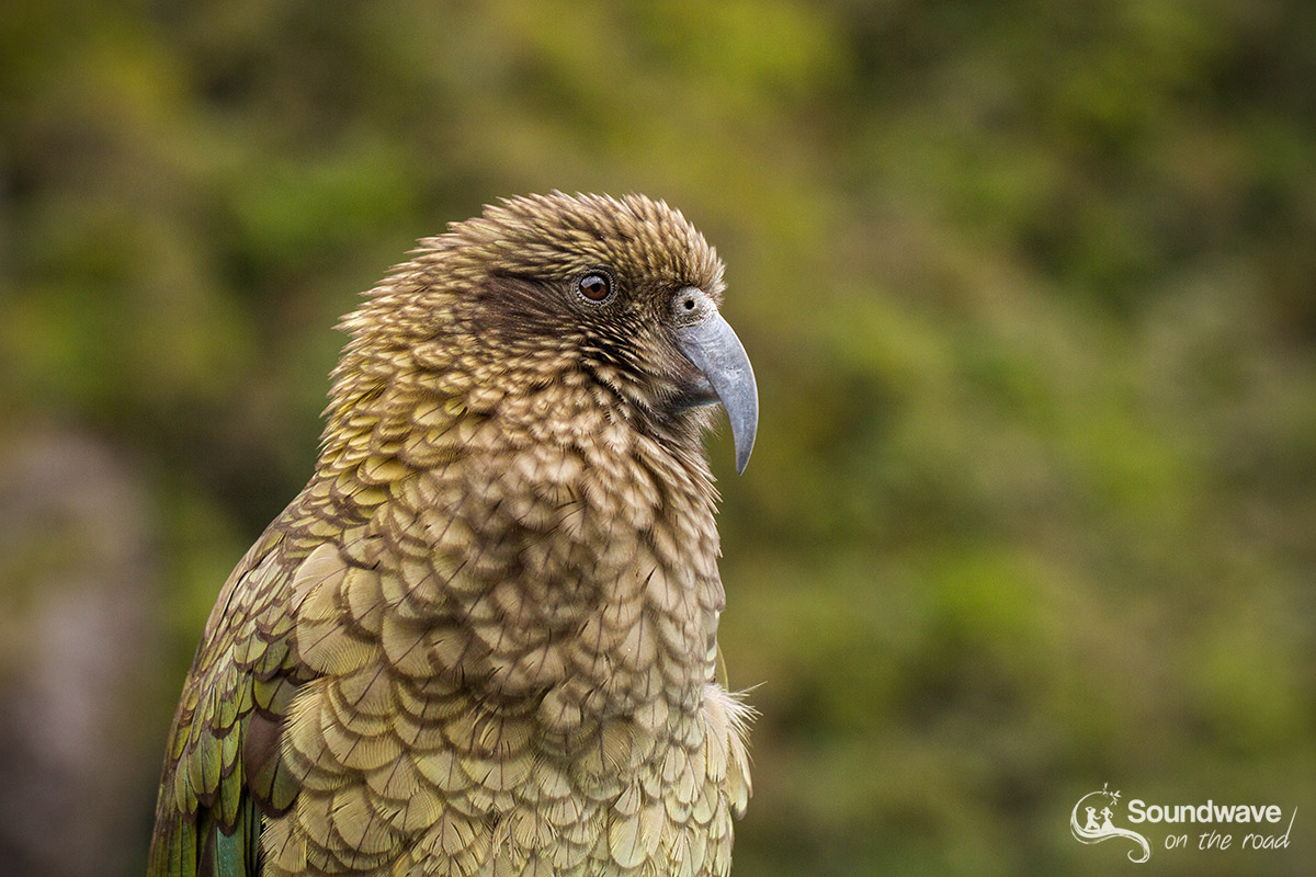 Where to see the kea in New Zealand?