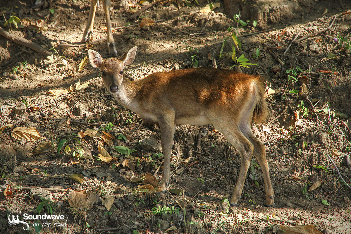 Deer - Komodo National Park