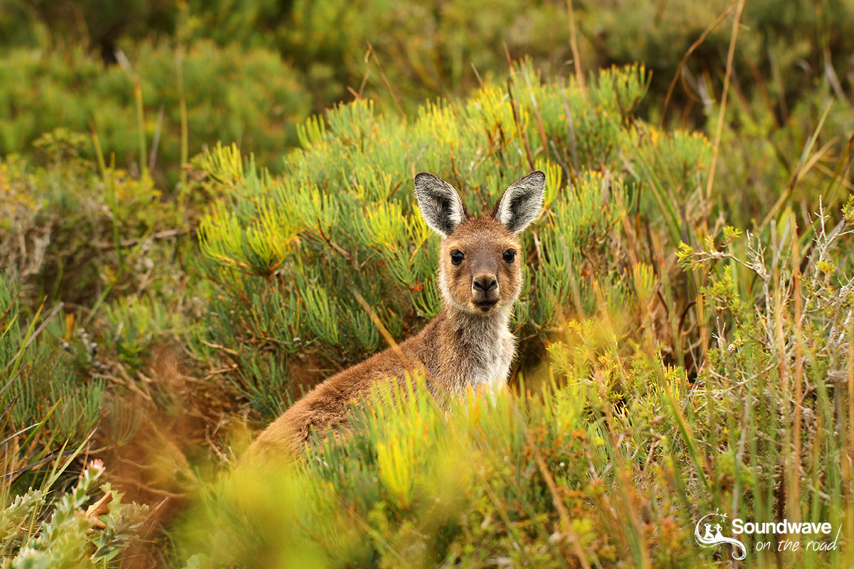 Kangaroo in Cape Le Grand National Park