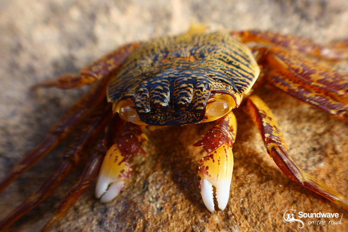 Crab shell