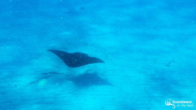 Manta Ray in the Ningaloo Reef