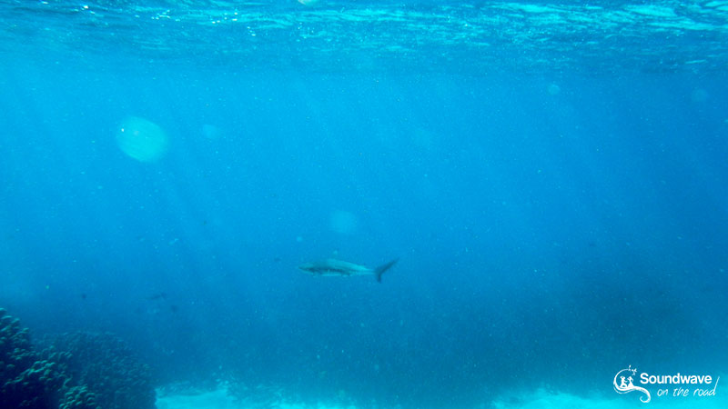 Reef Shark in Coral Bay