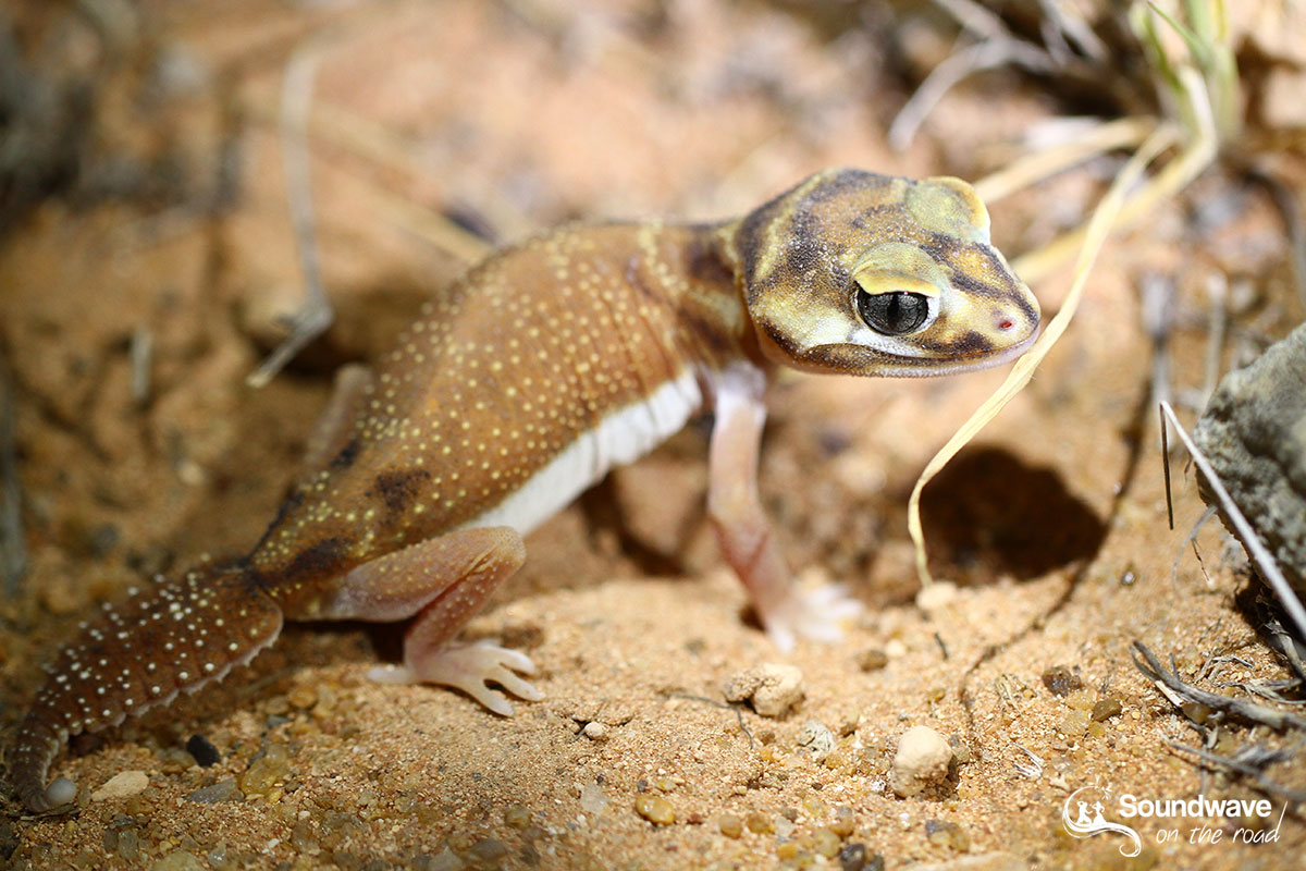 Knob-tailed gecko in Gnaraloo - Australia
