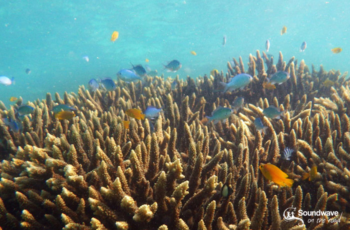 Corail de la Ningaloo Reef