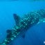 Nager Avec Un Requin Baleine à Coral Bay