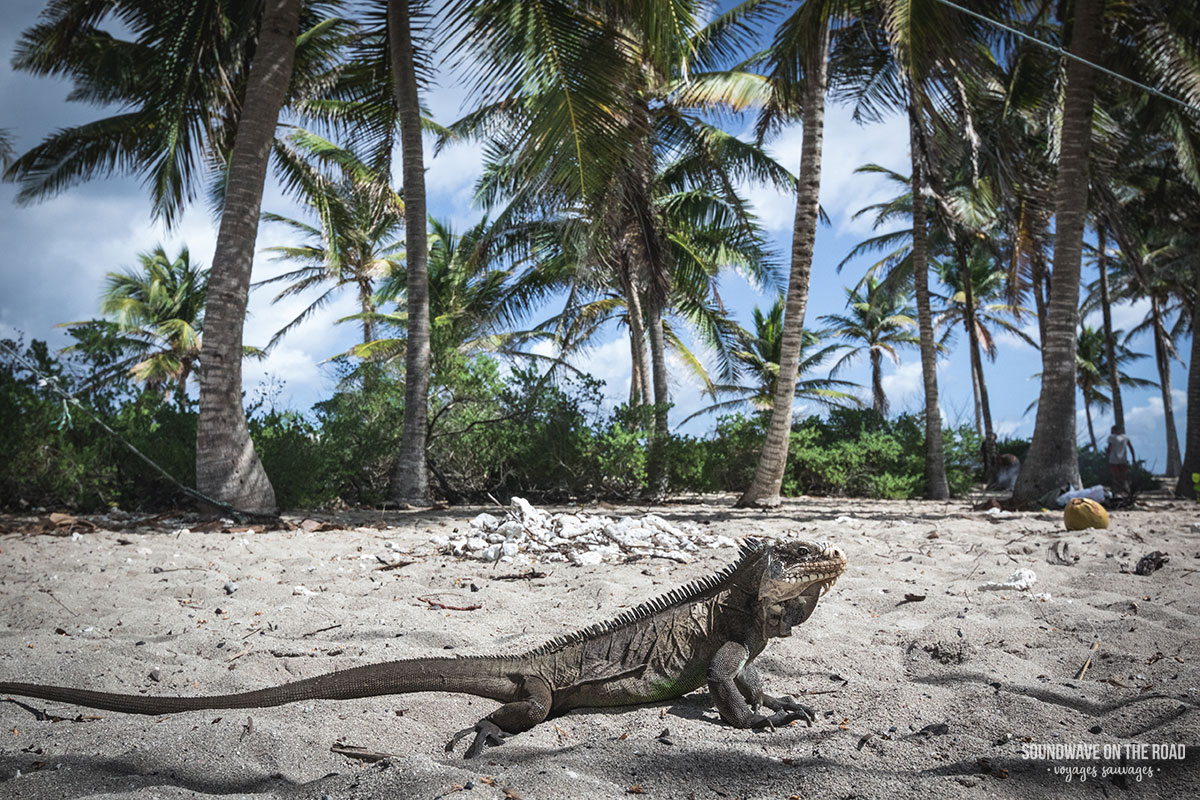 Iguane antillais à Petite Terre, Guadeloupe