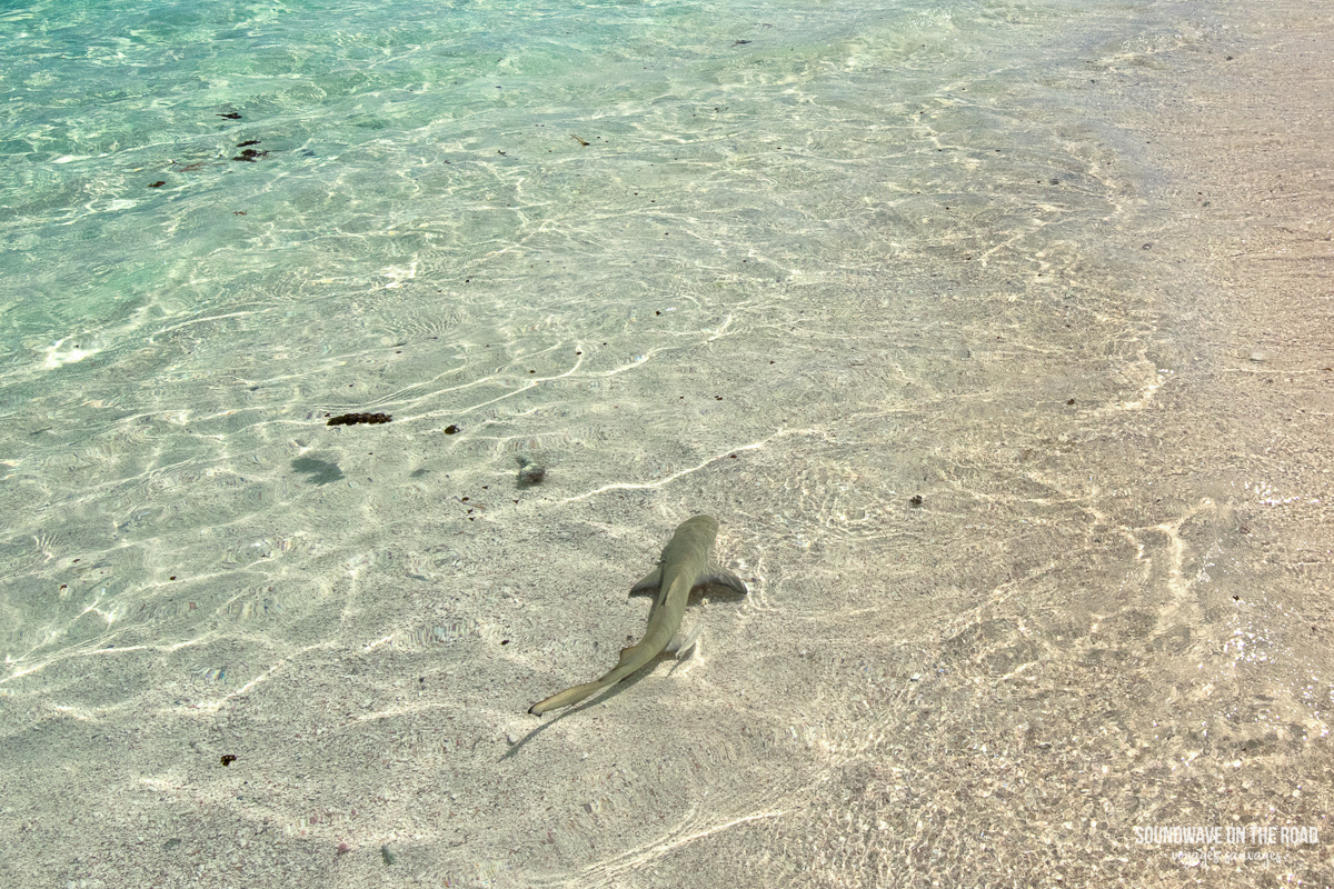 Requin citron à Petite Terre, Guadeloupe