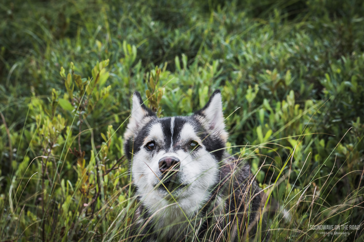 Husky pup