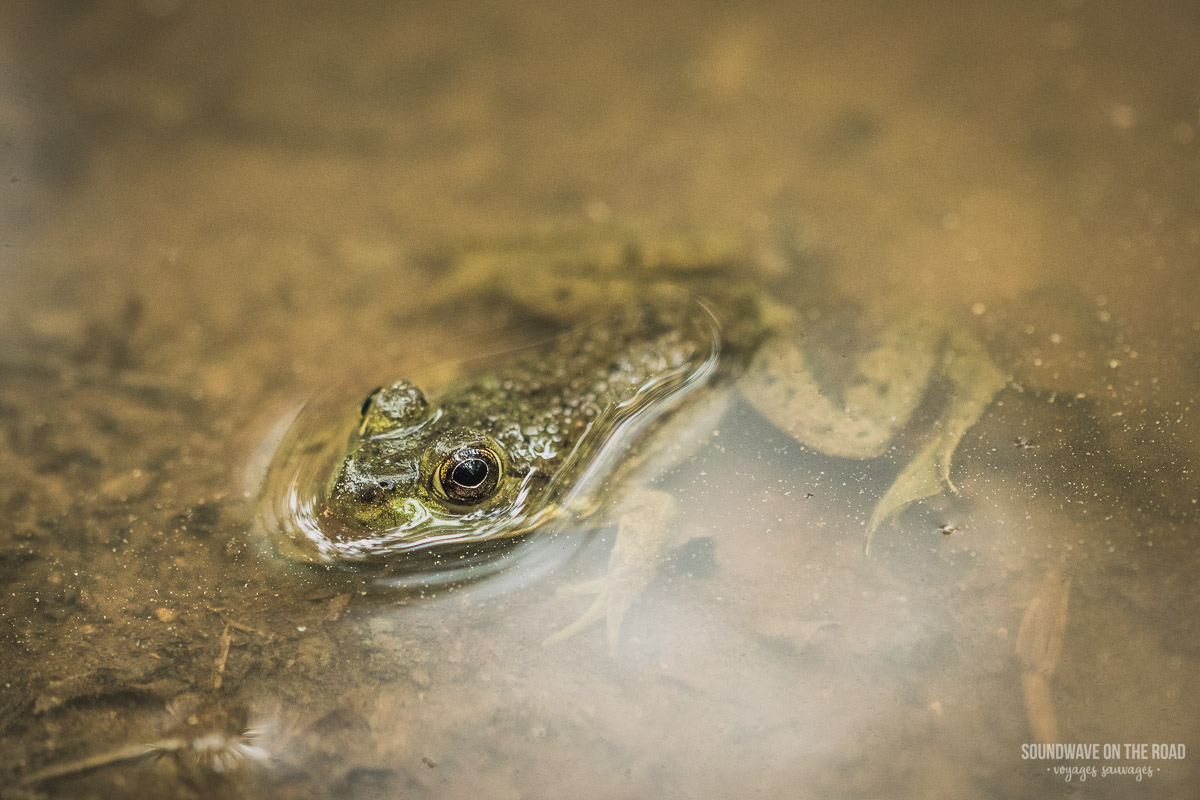 Grenouille dans une flaque dans le parc national de Fundy