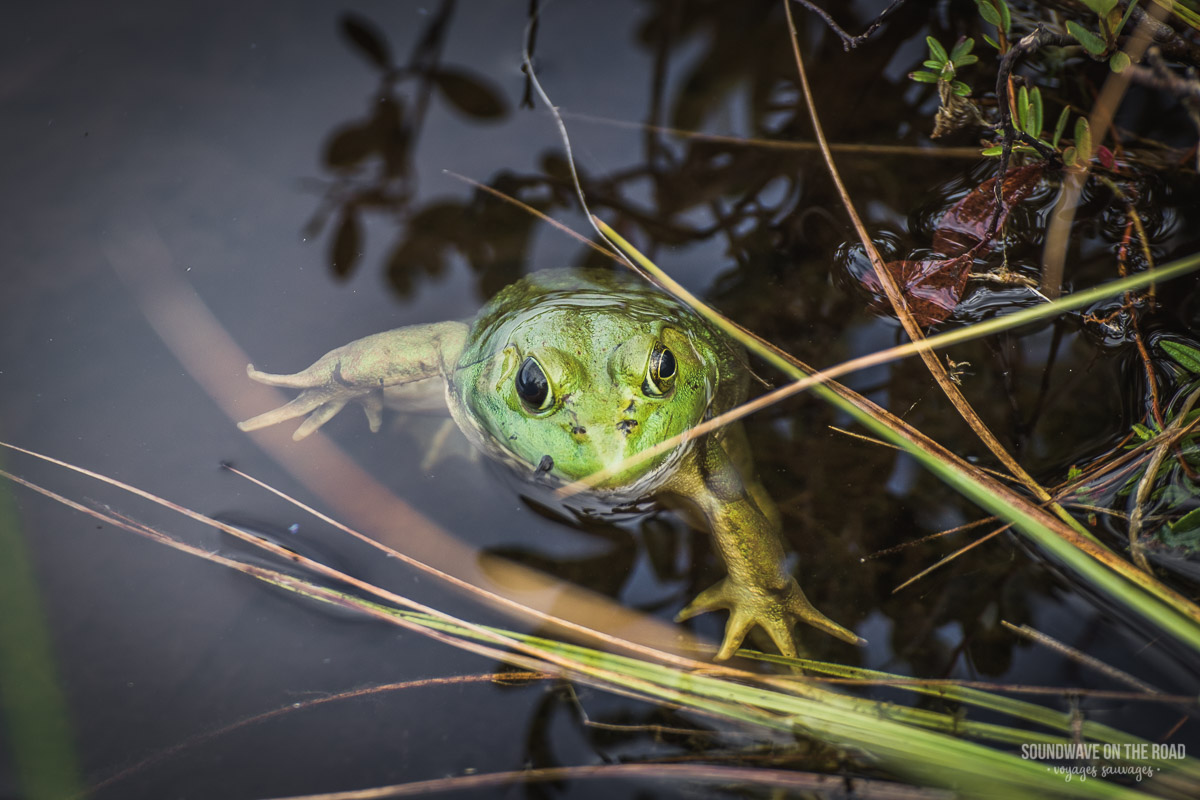 Wildlife in Fundy National Park