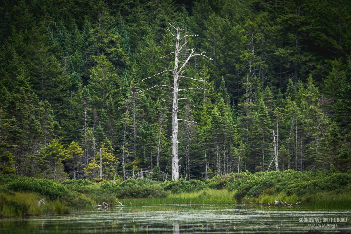 Fundy National Park