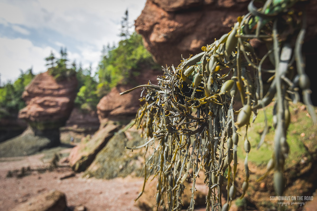 Paysage des Hopewell Rocks, Baie de Fundy