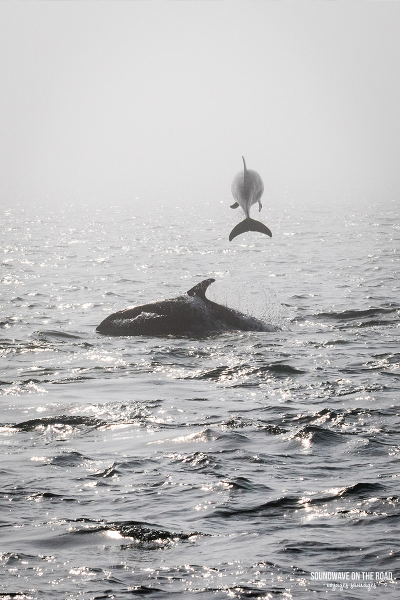 Dauphins dans la Baie de Fundy au Canada