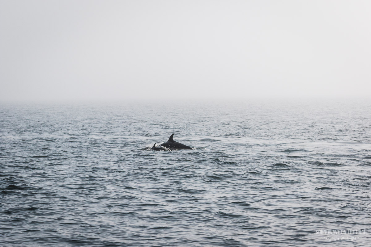 Observer les cétacés à l'île Grand Manan au Nouveau Brunswick