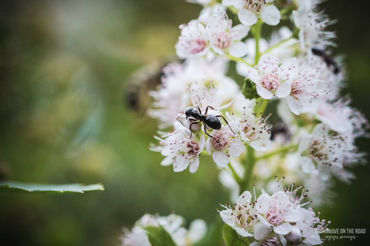 Fourmi en macro sur des fleurs blanches et roses