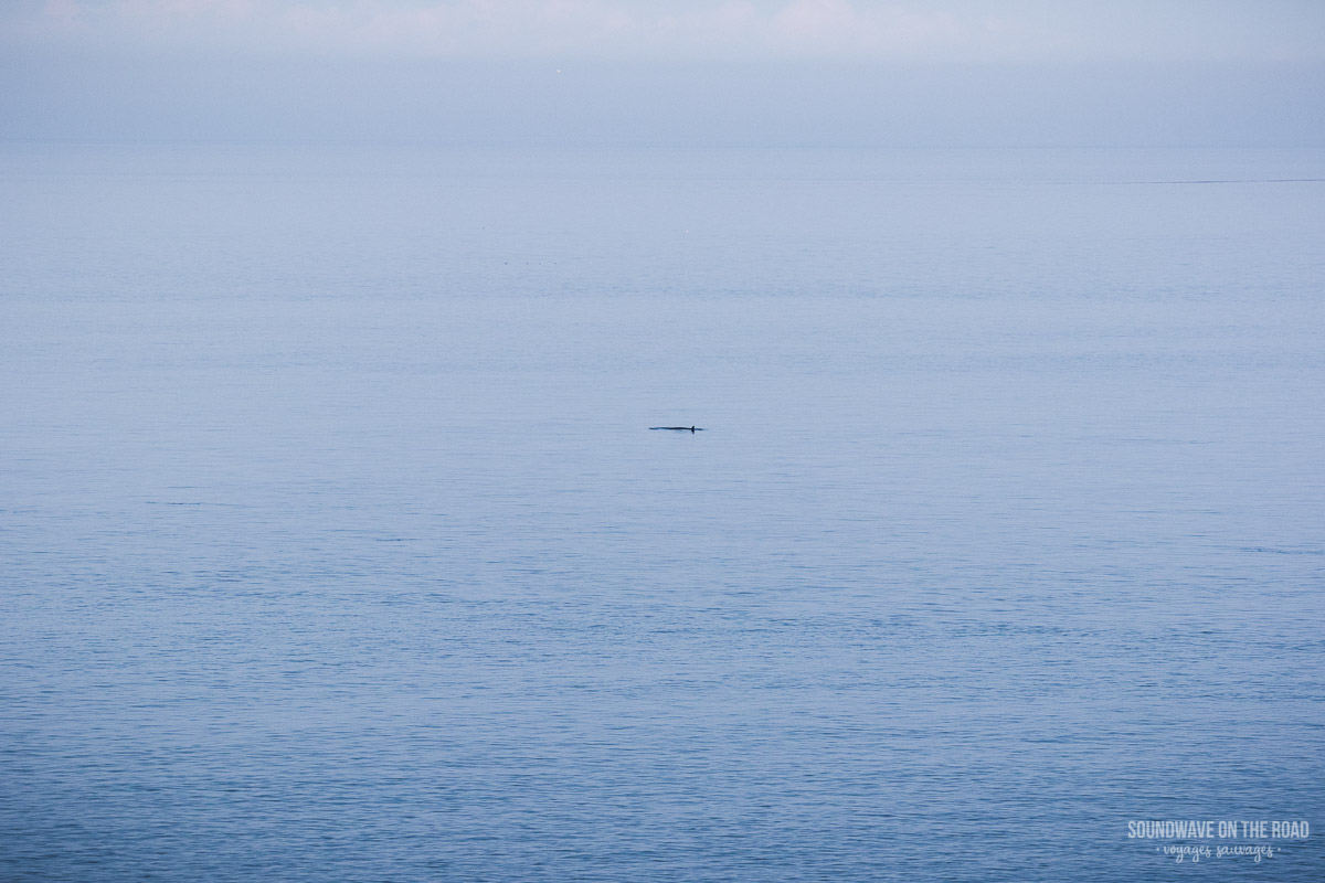 Voir des baleines sur l'île Grand Manan au Nouveau Brunswick