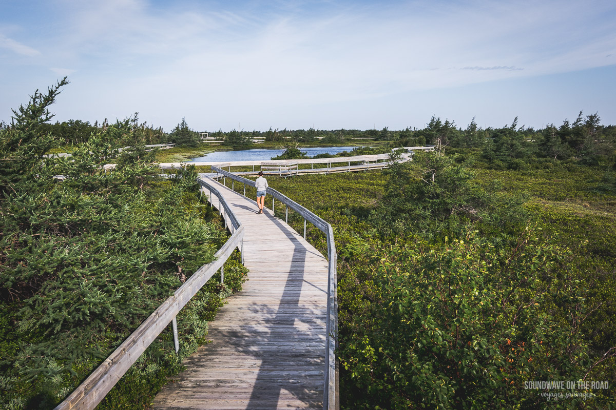 Tourbière, Île Miscou, péninsule Acadienne, Nouveau Brunswick, Canada