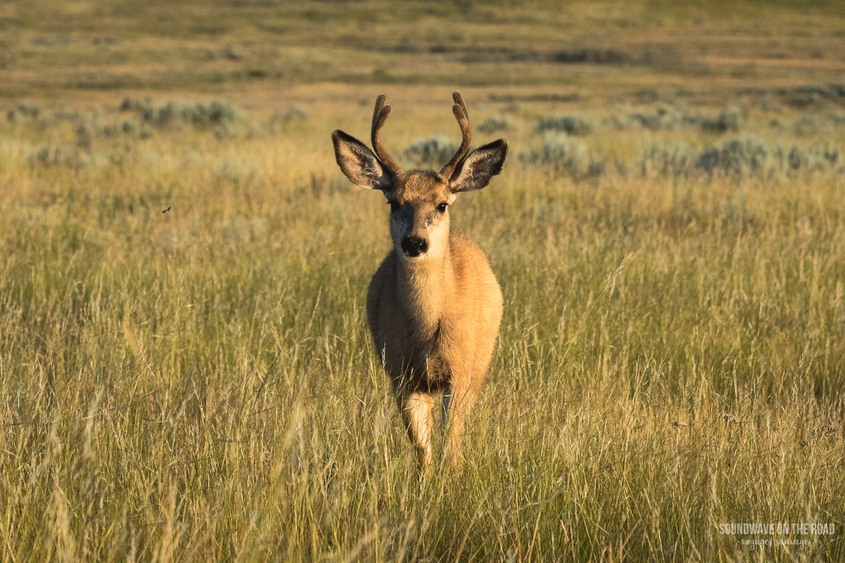 Cerf mulet dans le Parc National des Prairies