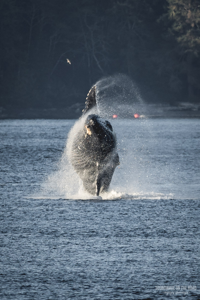 Volontariat avec les baleines à bosse dans l'ouest du Canada