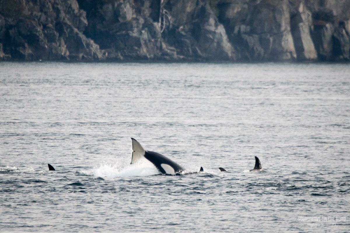 Orques nomades en train de chasser des lions de mer au Canada
