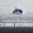 Trois Mois Avec Les Orques En Colombie Britannique