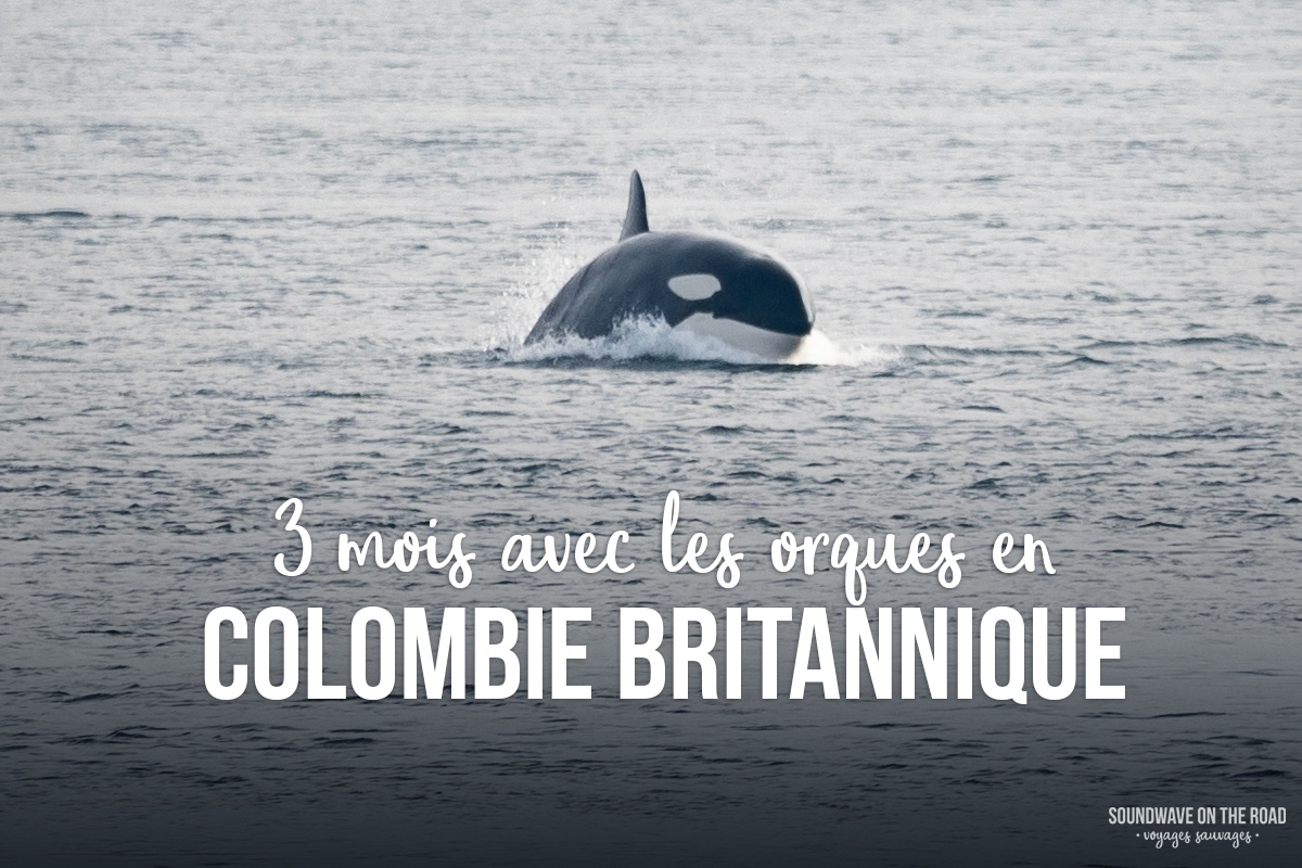 Trois mois avec les orques en Colombie Britannique